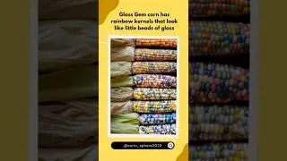 Did you ever see glass gem corns? #shortsvideo #youtubeshorts #facts #curiosity #share #corn #short