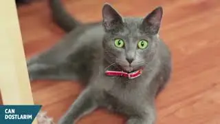 Kedi Gribi (Feline CaliciVirus)