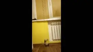 IYPT 2021 №12  Wilberforce Pendulum