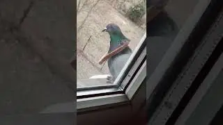 Łańcuch za 40 koła😂