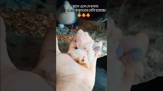 day 1 baby pigeon 🐥🕊️😘 #viral #video January 14, 2026