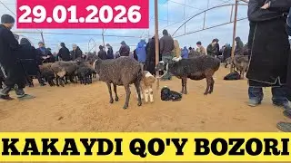 29.01.2026 QO'Y QO'ZILAR NARHLARI KAKAYDI MOL  BOZORI https://t.me/Musulmonjon94