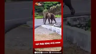 மதம் பிடித்த ஒற்றை காட்டு யானை...| Sky Gain News