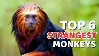 Top 6 Strangest Monkeys on Earth &mdash; From Proboscis to Royal Moustaches
