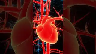Heart Pump in 3D Animation | Educational Visualization of Human Heart