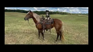 Chocolate Palomino Haflinger/Quarter X Mare For Sale