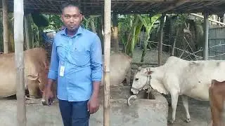 Progeny Ejab alliance ltd 411 No bull SL 75%