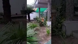 yanam Green  palace 💚💚💚 p/z subscribe