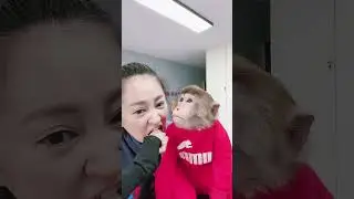 girl play with monkey | monkey lover |  #trending