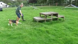 Jasper learning agility