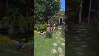 ഇന്നത്തെ garden vibe. Roses + Koi Pond. ഞങ്ങളുടെ ഹാപ്പി place!🏠🌹🦋