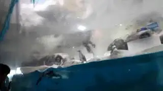 Penguins at Manila Ocean Park Trails of Antarctica ( Swimming Penguin, Happy Feet)