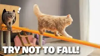 Cat Challenge | Cat Balance Beam Challenge! Try Not to Fall! | Funny Cat Videos &ndash; WoaKitty