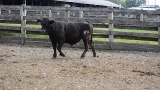 2019 Fall Bull Sale Tag F844