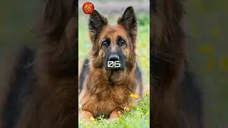 Top10 Dogs Tamilnadu||#tamil #dog #doglover #dogshorts #top10 #trending