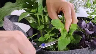 How To Harvest Lemon Balm