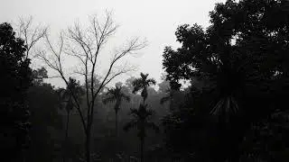Relaxing Thunderstorm Rain in the Forest Night Ambience for Calm Rest
