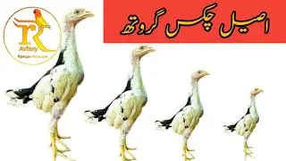 Aseel Chick Growth Day's By Day Apdate
