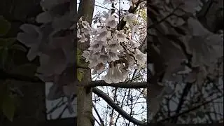 Что это за дерево? Пишите в комментариях. #shorts #угадайза10секунд #угадай #flower #helga
