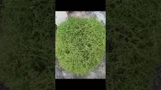 Gardening - Pilea Microphylla...###
