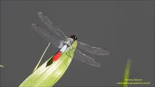 Planiplax erythropyga (Dragonflies of Brazil) by Antonio Silveira.