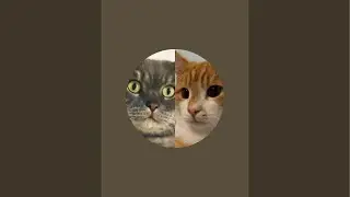 Тихое утро вместе 🐾🐈‍⬛🐈❤️