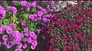 How to prepare for a freeze warning