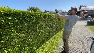 Another happy client ☝🏻 Grass cutting & Trimming & Hedge cutting & cleaning up ✅