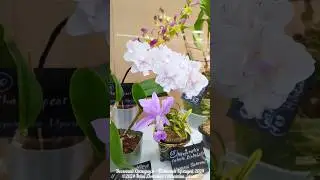 Orchid Exhibition &mdash; Orchidium, spring 2024, Moscow