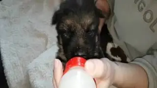 How To Bottle Feed A Puppy