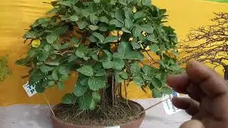 Bonsai lovers, horticulture Kolkata 2018 part 1