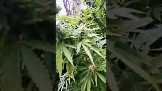 Educaci&oacute;n.                   SUPER SKUNK