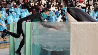 先ずは宮川トレーナーを背にララさんのご挨拶♪シャチパフォーマンス3回目スタートです！鴨川シーワールドにて　2020年12月13日　C0095