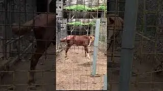 WildLife Horses #horsebackadventure