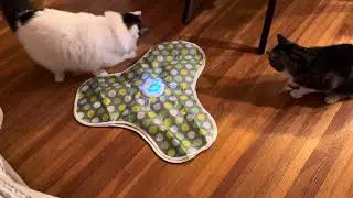 P43 Smart Cat Toy