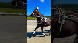 american trote. #charrete#cavalo#lazer