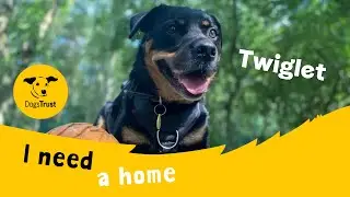 Twiglet the terrific Crossbreed | Dogs Trust West Calder