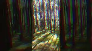 Dancing forest||Nature||Some editing and Danheim - Hefna