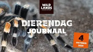WILDLANDS Dierendag Journaal 2020