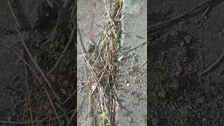 Лёт красногрудых муравьёв жнцов 18.04.23