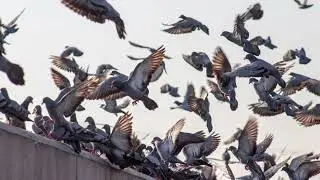 Why Bird Exclusion Matters in Las Vegas - Protect Your Home & Property