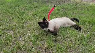 Tuxi rolling and playing