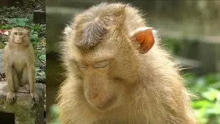 Darrel is sleeping when a abandoned monkey comes to disturb him