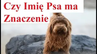 Czy Imię Psa ma jakieś Znaczenie
