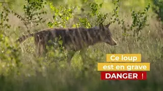 Loups en danger, biodiversit&eacute; menac&eacute;e