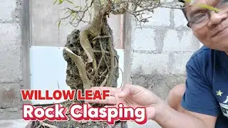 Bonsai work shop. Willow leaf bonsai rock clasping