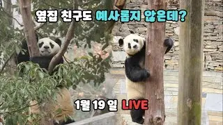 푸바오, 옆집 친구도 예사롭지 않은데? (1월 18일 라이브)