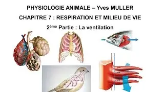 Chapitre 7-2 Respiration et milieu de vie : La ventilation chez les animaux