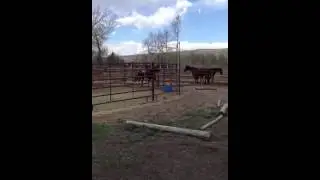 Missouri fox trotter for sale