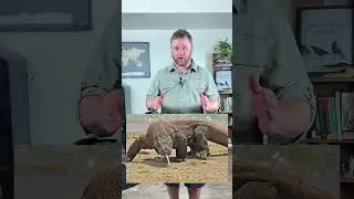 Do Komodo Dragons Ever Attack Humans???